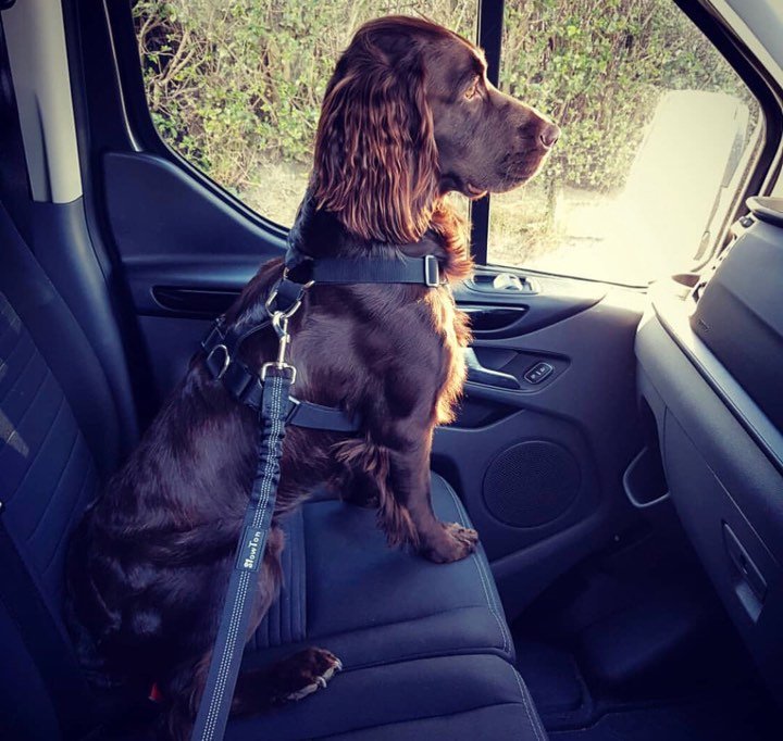 Best Dog Seat Belt