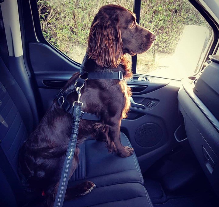 Best Dog Seat Belt 2021 Safety Restraint For Your Car